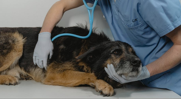 A male vet checks a dog's chest with a stethoscope