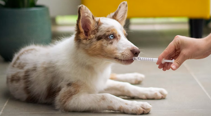 An Australian Shepherd puppy drinks medicine from a syringe
