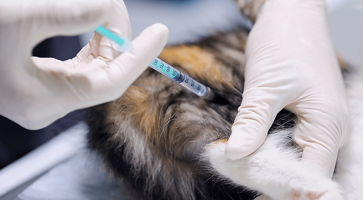 A pet gets a vaccination shot