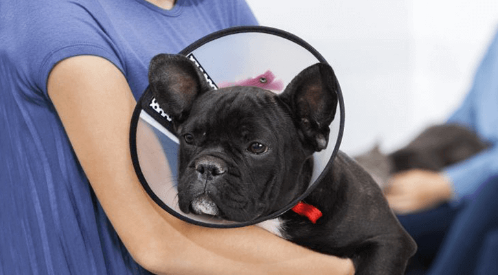 A black French Bulldog in a cone