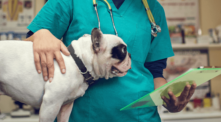 A Boston Terrier is held by a vet