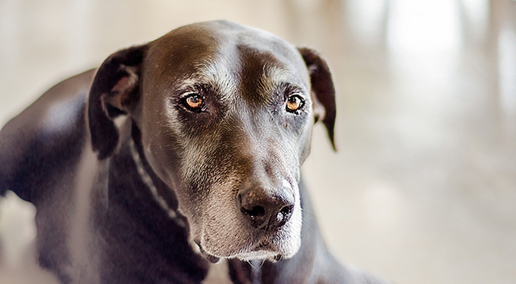 A Black dog has Grey hairs surrounding his eyes, mouth, and nose