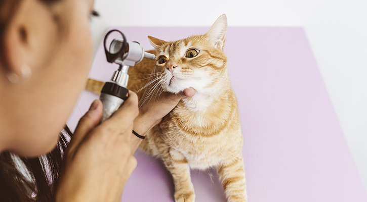 A vet looks into the eyes of an orange cat