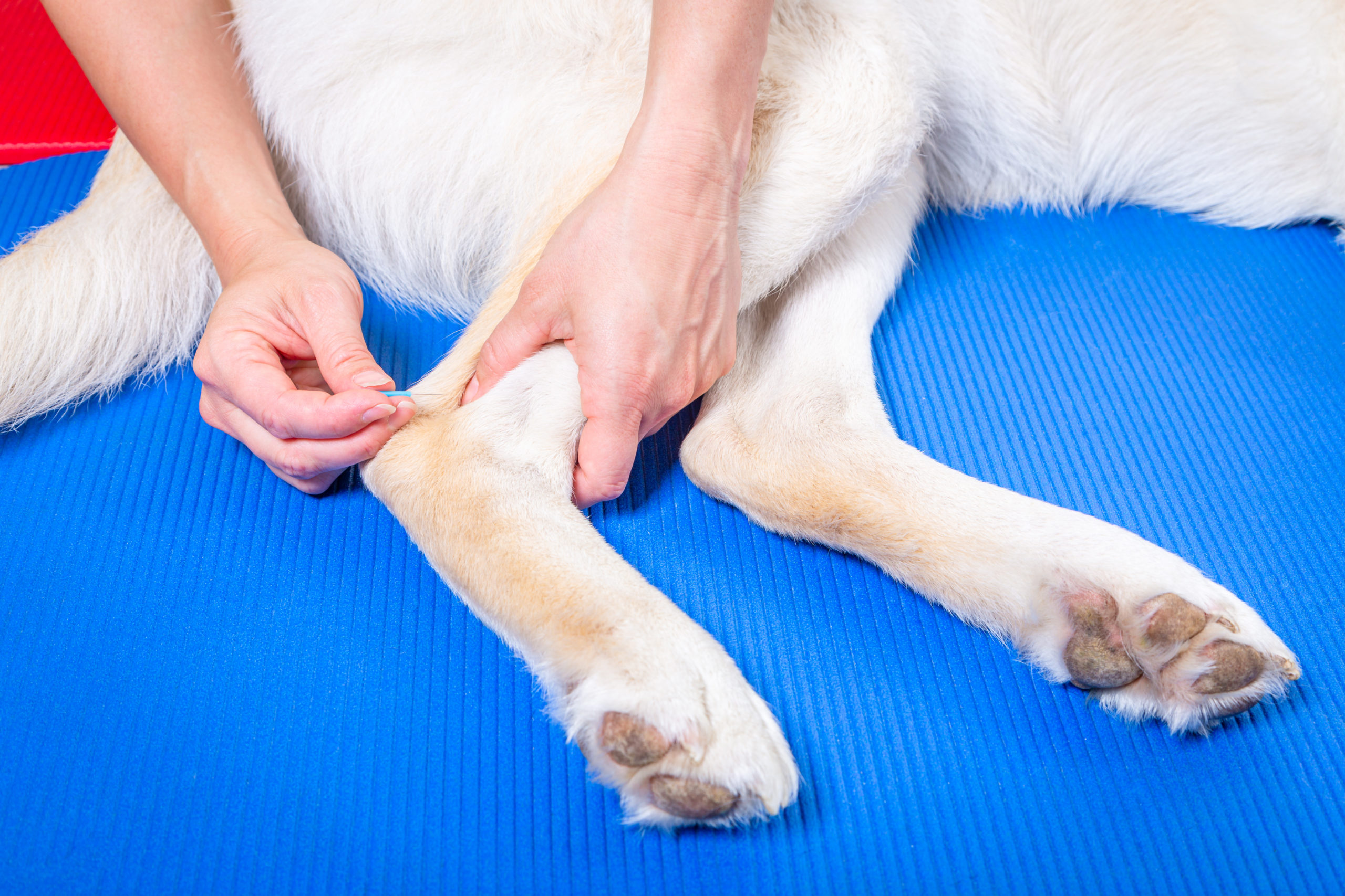 A golden dog gets acupuncture in his leg