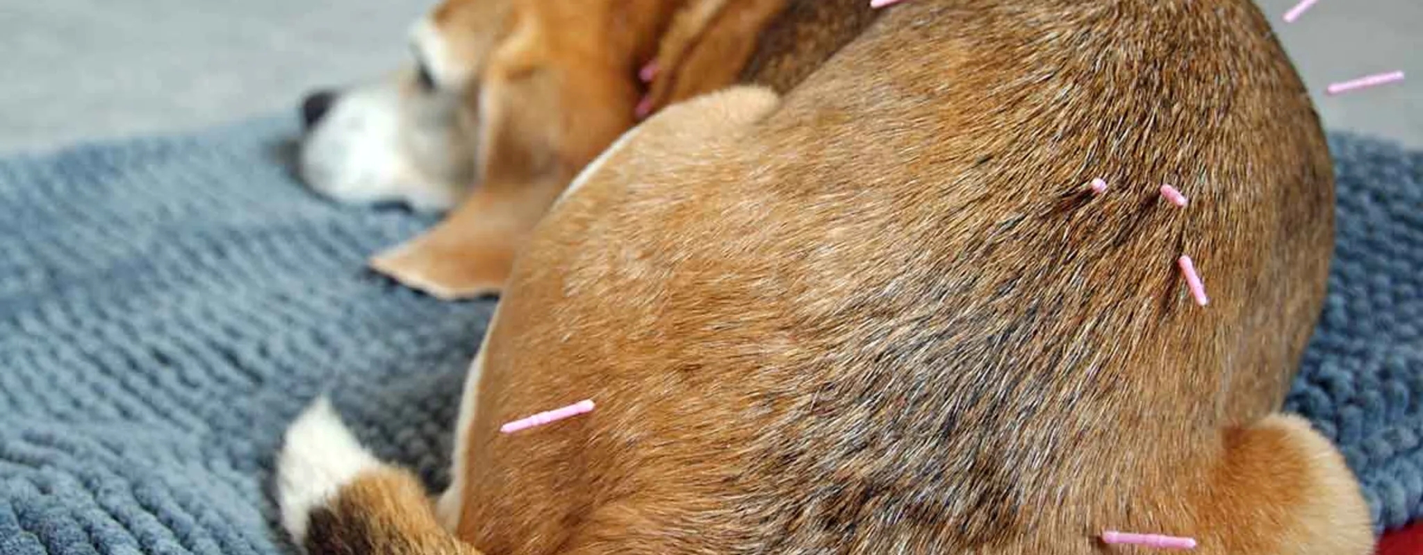 Acupuncture_NEW_5.8.24